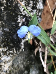 Commelina auriculata