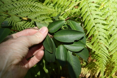 Pilidiostigma glabrum