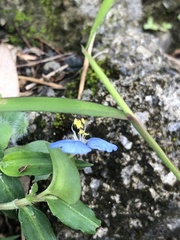 Commelina auriculata