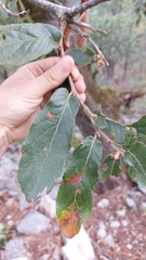Quercus clivicola