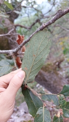 Quercus clivicola