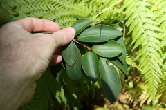 Pilidiostigma glabrum