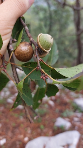 Sartor's Oak