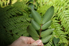 Pilidiostigma glabrum