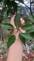 Quercus sartorii