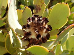 Leucadendron arcuatum