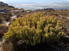 Leucadendron arcuatum