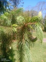 Picea smithiana