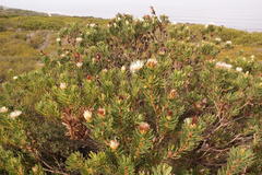Protea lanceolata