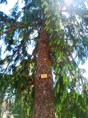 Picea smithiana