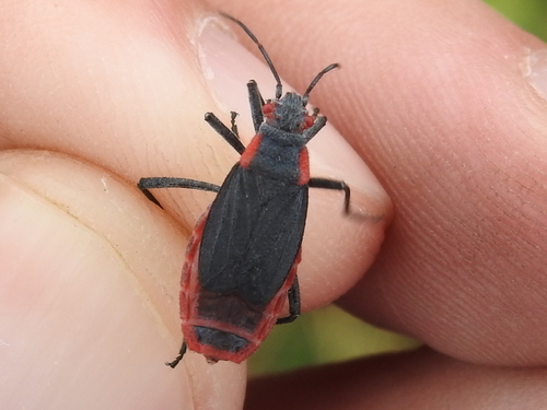 Red-shouldered bug