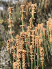 Allocasuarina crassa