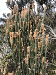 Allocasuarina crassa