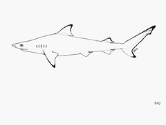Nervous Shark photo 5
