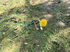 Hypochaeris radicata