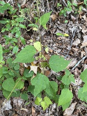 Ageratina altissima altissima