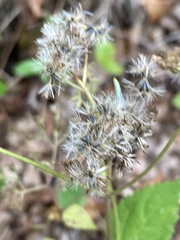Ageratina altissima altissima
