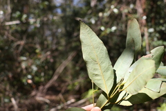 Cryptocarya glaucescens