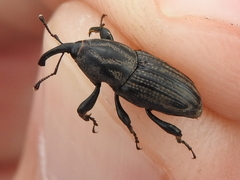 Sphenophorus scoparius