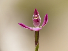 Caladenia pygmaea