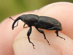 Sphenophorus scoparius