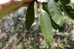 Cryptocarya glaucescens