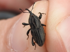 Sphenophorus scoparius