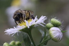 Colletes compactus compactus
