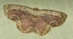 Sabulodes ornatissima