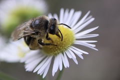 Colletes compactus compactus