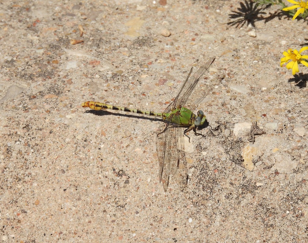 Yellow-legged Ringtail