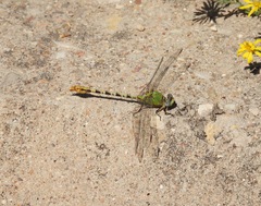 Erpetogomphus crotalinus