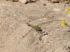 Erpetogomphus crotalinus