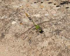 Erpetogomphus crotalinus