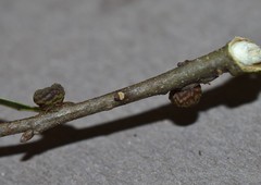 Kokkocynips difficilis