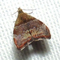 Choreutis sycopola