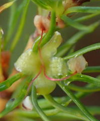 Cliffortia paucistaminea australis