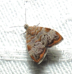 Choreutis sycopola