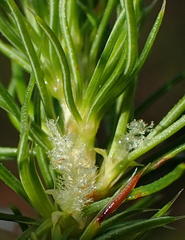 Cliffortia paucistaminea australis