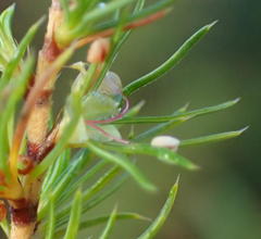 Cliffortia paucistaminea australis