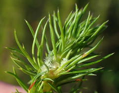 Cliffortia paucistaminea australis