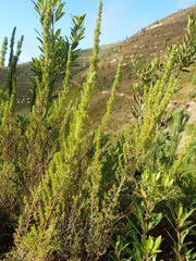 Cliffortia paucistaminea australis