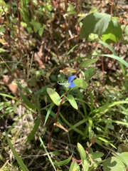 Commelina communis