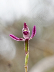 Caladenia pygmaea