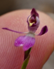 Caladenia pygmaea