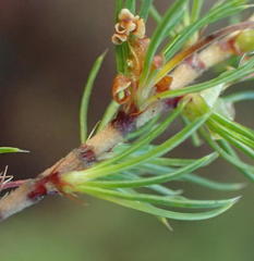 Cliffortia paucistaminea australis