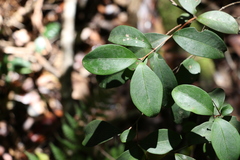 Pilidiostigma glabrum