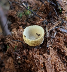 Tarzetta cupularis