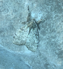 Dasychira plagiata