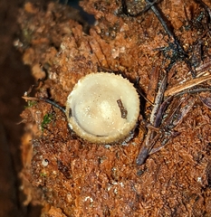 Tarzetta cupularis